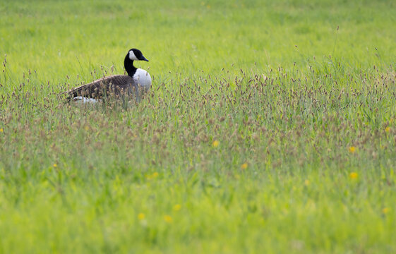 Canada goose standing in tall green meadow grass.