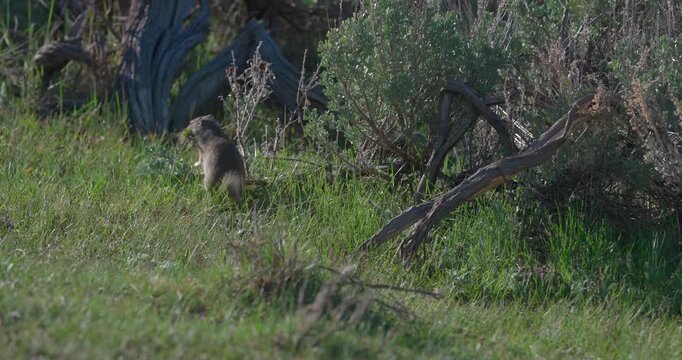 Wide shot of a Uinta ground squirrel collecting sticks and vegetation before standing alert to scan its surroundings, then resuming nest-building activity in a North American meadow.