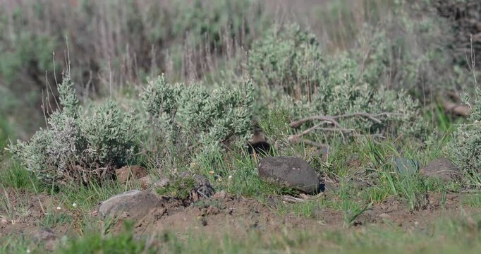Mid shot of a Uinta ground squirrel lifting its head above the grass before quickly running away. Natural wildlife footage captured in a North American meadow.