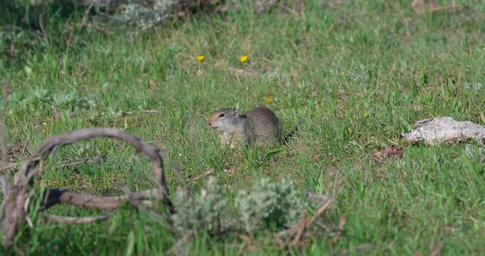 Mid shot of a Uinta ground squirrel feeding on yellow wildflowers in a North American meadow. Natural wildlife footage showing herbivorous foraging behaviour.