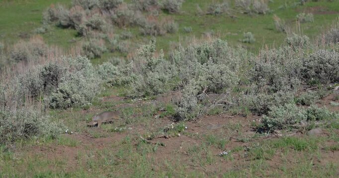 Wide shot of a Uinta ground squirrel standing upright on its hind legs before running out of frame. Natural wildlife footage captured in a North American meadow.