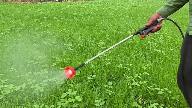 Farmer spraying herbicide to control weeds in a green crop field
