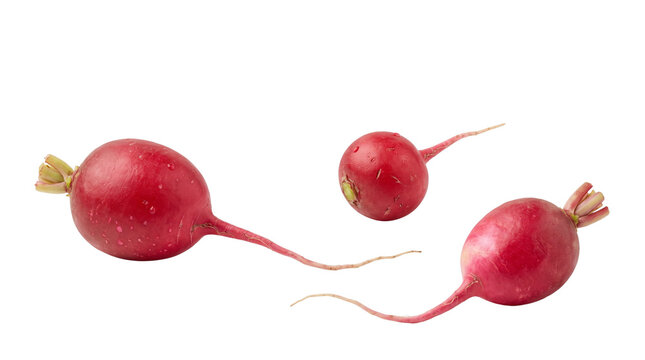 Fresh red radishes with roots, organic garden radish vegetables, raw crunchy root crop for healthy salad cooking isolated PNG with Transparent Background