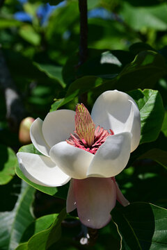 Magnolia sieboldii flower blooming fully under a clear blue sky in vertical orientation