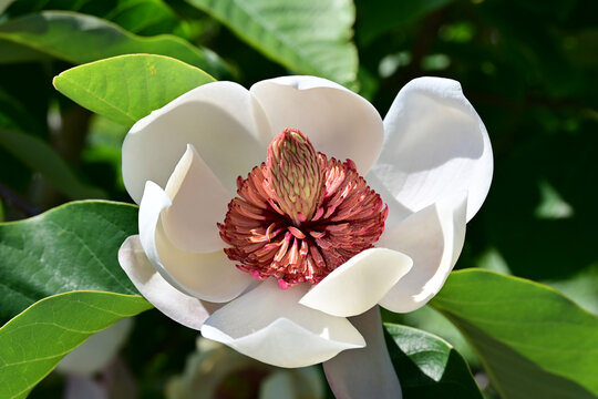 Magnolia sieboldii flower blooming beautifully under bright sunlight in horizontal orientation