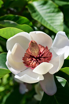 Close-up of a Magnolia sieboldii flower blooming under bright sunlight in vertical orientation