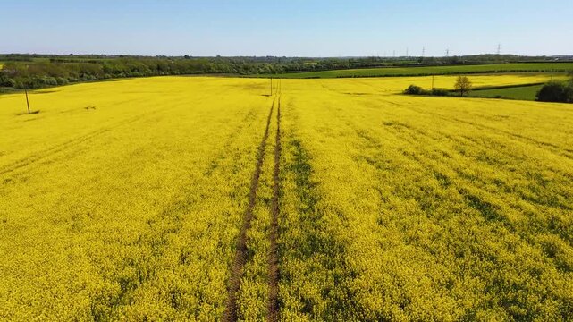 A centered aerial journey follows two dark vehicle tracks through a broad yellow field toward distant woodland and utility lines.