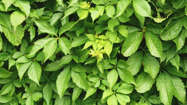 Laurel bush leaves blowing in the wind backdrop slow motion stock footage