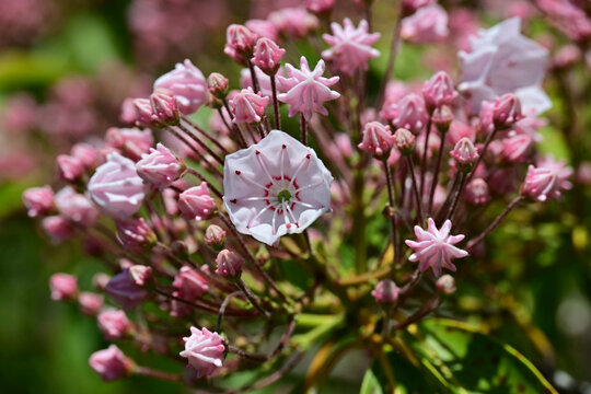 Close-up of a single pink Kalmia latifolia flower blooming among unique star-shaped buds under bright sunlight