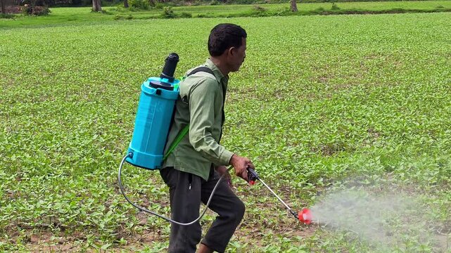 Indian farmer spraying pesticide in field. Agriculture worker.