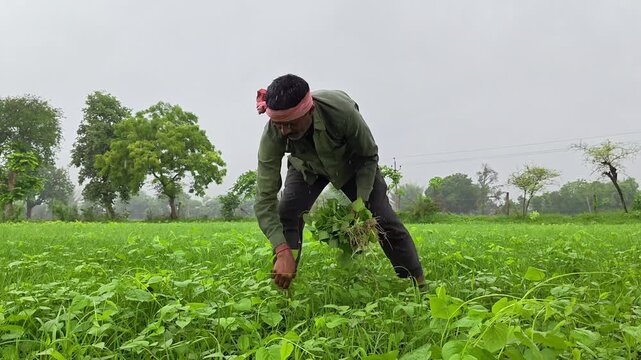 Indian farmer hand weeding in a black gram field