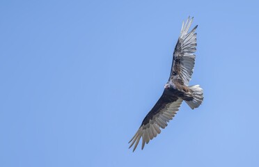 Obraz premium Turkey vulture in flight!