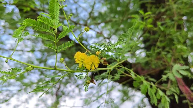 Vachellia nilotica or gum arabic flowers