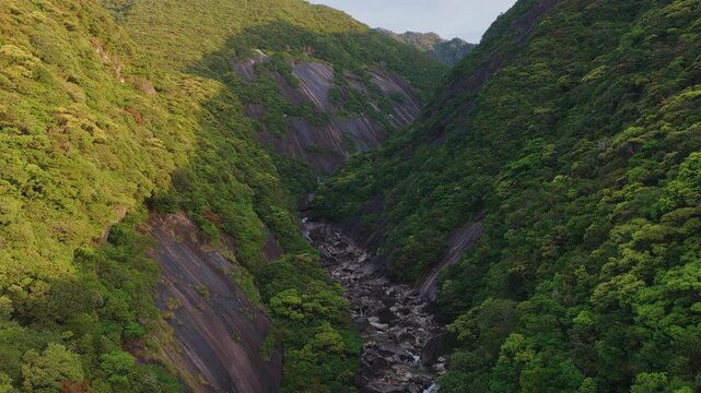 Flying over steep rocky gorge in forested mountains in Yakushima, Japan