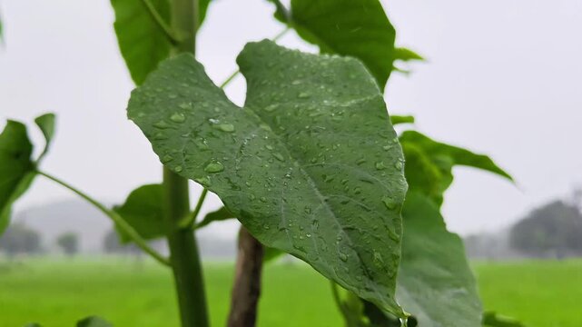 Closeup of ipomoea carnea green leaf covered with water droplets
