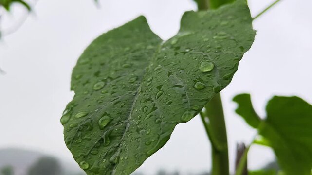 Closeup of ipomoea carnea green leaf covered with water droplets