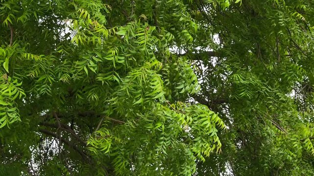 Azadirachta indica - Fresh neem tree branch with green leaves. Herbal medicine.