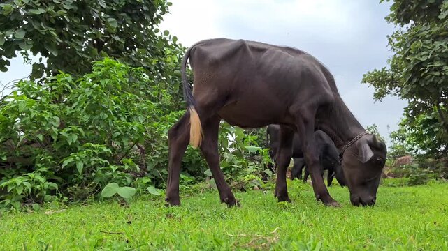 Indian water buffalo grazing on lush green pasture in rural countryside