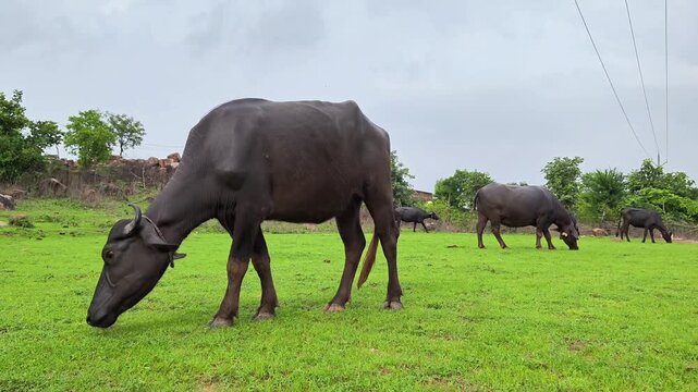 Indian water buffalo grazing on lush green pasture in rural countryside