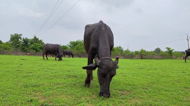 Indian water buffalo grazing on lush green pasture in rural countryside