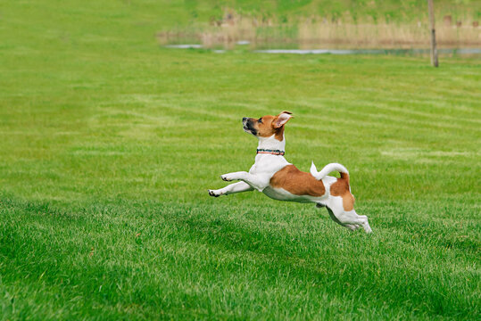 Active pet dog sprinting and jumping over green lawn in open park, energetic canine enjoying outdoor play, motion action, healthy lifestyle, sunny nature background, freedom concept with copy space