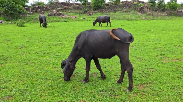 Indian water buffalo grazing on lush green pasture in rural countryside