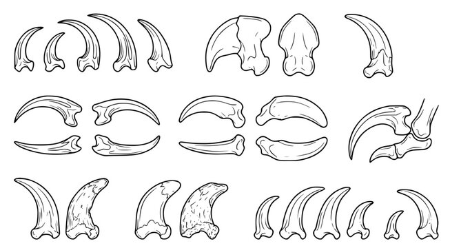 Detailed collection of sharp animal claws and predatory talons in black and white line art