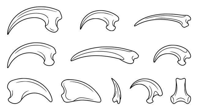 Detailed set of predatory animal claws and talon silhouettes for natural history illustration and wildlife graphic design projects