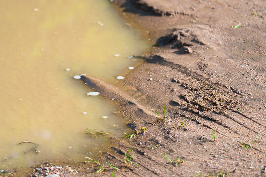 Close view shows cloudy yellow water beside uneven muddy shore, with small grass shoots, wet soil, erosion marks, and rippled textures under soft daylight for nature, environment, and landscape use