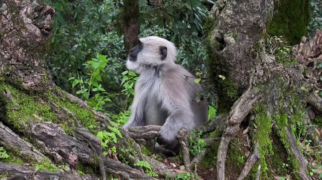 Gray langur monkey sitting on tree in green forest