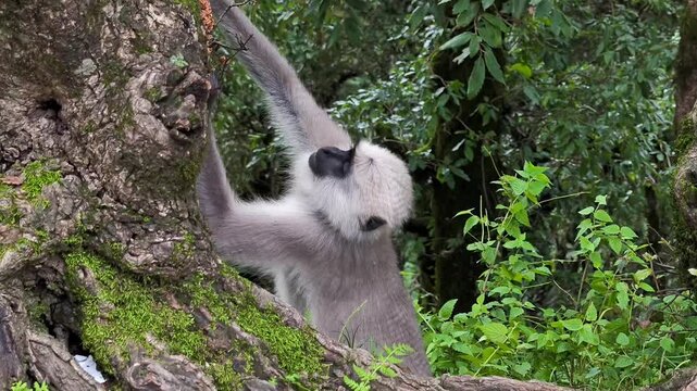 Gray langur monkey sitting on tree in green forest