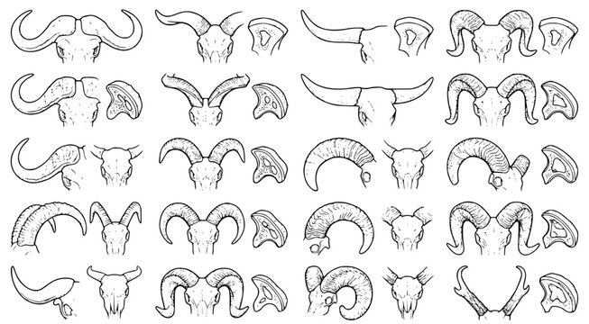 Comprehensive collection of horned animal skulls and cross section horn structures in professional ink line art