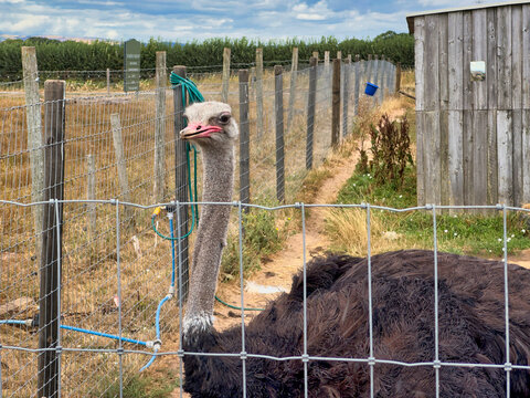 Ostrich looking over a wire fence on a farm with open beak