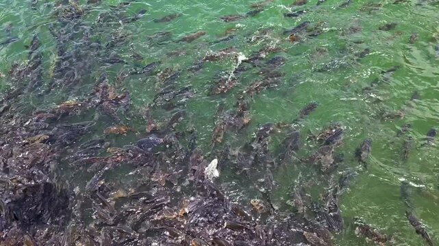 Large group of fish swimming and feeding in naini lake, nainital