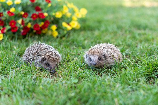Adorable Young Hedgehogs Raising Their Heads on Green Grass