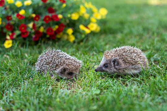 Close Up of Two Baby Hedgehogs Facing Each Other with Copy Space