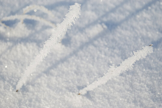 Dry stems, densely covered with frost crystals, protruding from a snow-covered surface. Minimalist macro photography of winter nature.