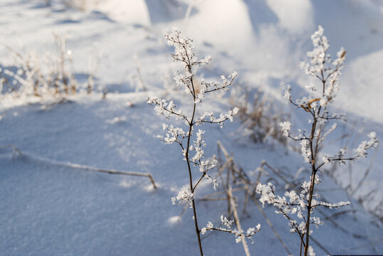 Close-up of dry plant stems covered in frost crystals against a soft snow background. Winter macro photography with a focus on natural details.