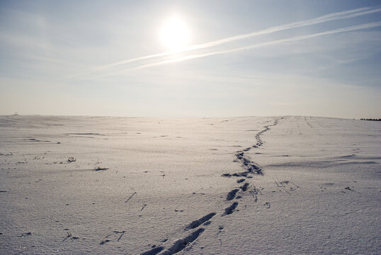 Tracks on an endless snow-covered field under a bright winter sun. A peaceful and majestic winter atmosphere.