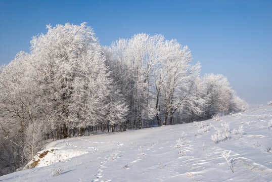 Trees densely covered with frost on a hillside against a clear sky. Winter landscape.