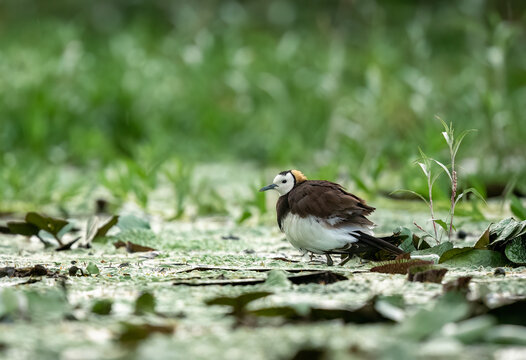 Beautiful green hues frame this moving scene of a wild brooding jacana bird sheltering its offspring from the rain in a quiet Punjab wetland.