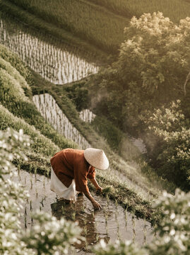 Asian Farmer in Conical Straw Hat Bending Over to Plant Rice Seedlings in Watery Terraced Paddy Field during Morning Light in Asia