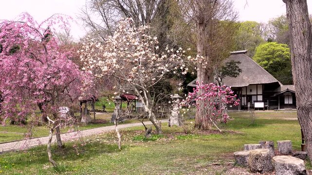 有珠善光寺と桜