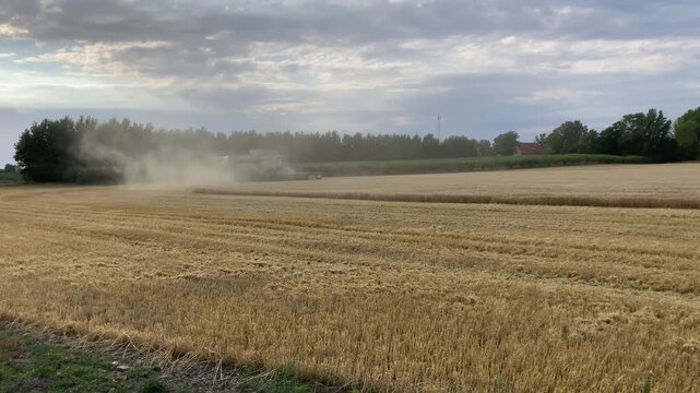 Scandinavian Wheat Harvest Scene with Combine Harvester and Dust Trail in Golden Hour