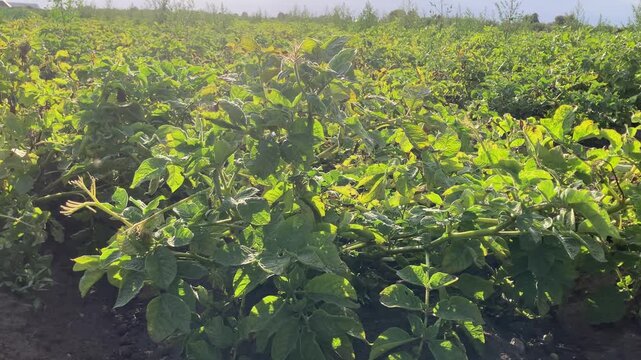 Swedish Potato Field in Beautiful Golden Evening Light