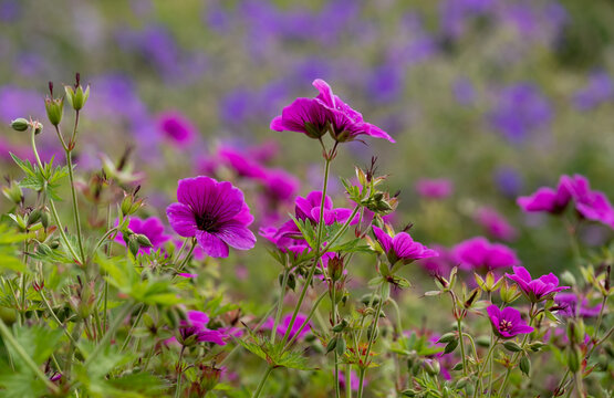 Wide variety of biodiverse, bee-friendly, colourful flowers growing at Wisley garden, Woking, Surrey, UK.