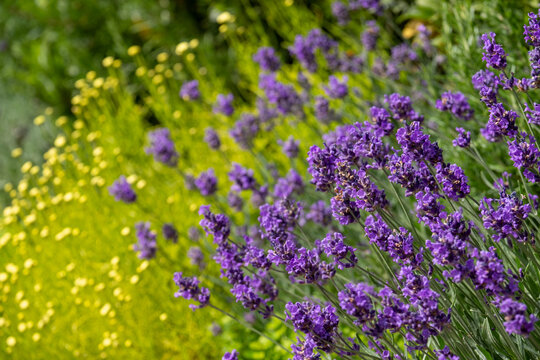 Flower bed with purple lavender flowers amidst other light green leafy low growing plants, photographed at wisley garden, Woking, Surrey, UK