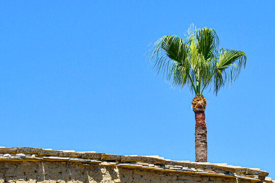 Palm tree in the sun against blue sky behide the house roof. Summer tropical nature tree nature. Copy space.