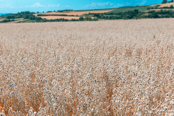Obraz premium Close-up foreground framing of ripening oat field stretching toward rolling hills under summer blue sky. Agriculture concept.