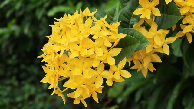 Yellow ixora flowers in bloom